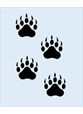 Bear paw prints