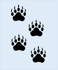Bear paw prints