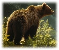 Codie the Bear