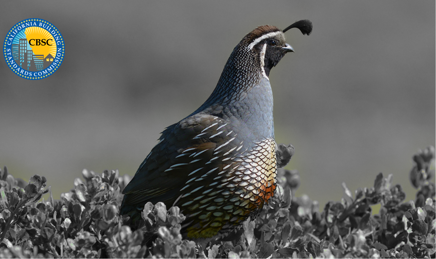 California quail